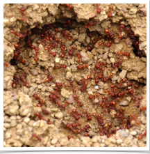 Ants - Working Ants - Working